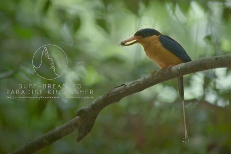 buff-breasted-kingfisher-daintree-rainforest-credit-esaltau