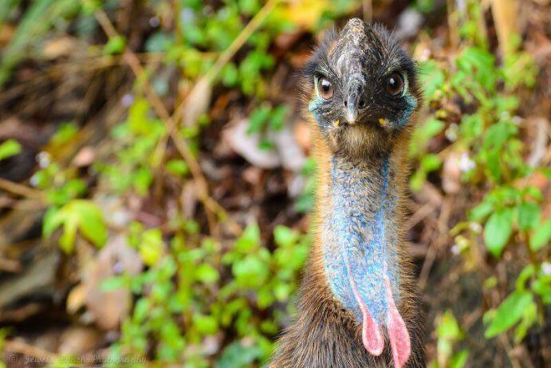 southern-cassowary-credit-jewelszee