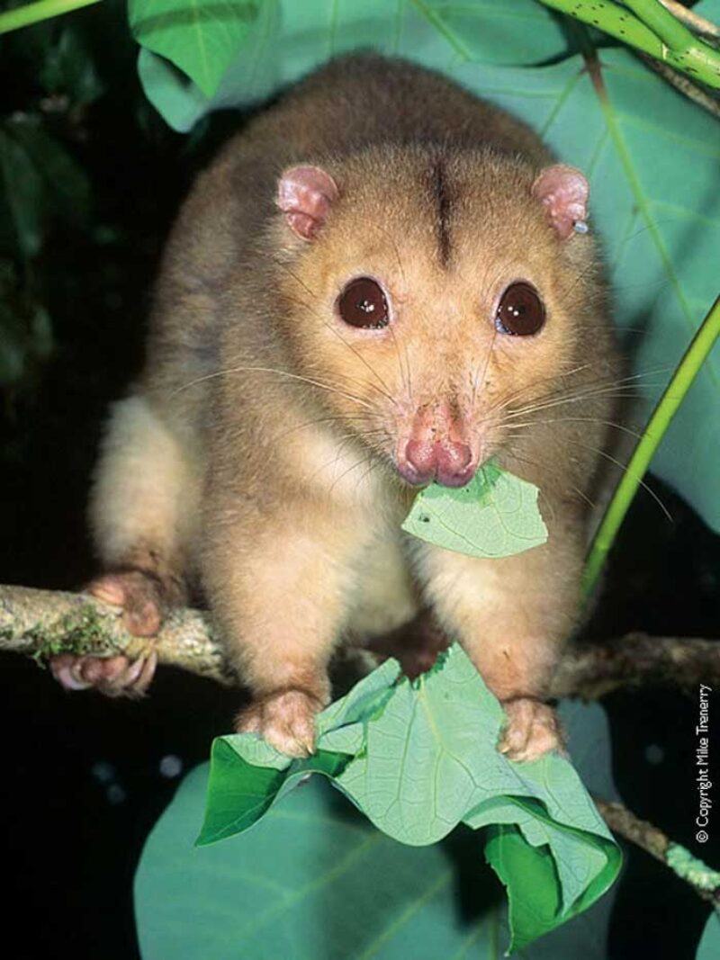 daintree-rainforest-ringtail-possum-credit-miketrenerry