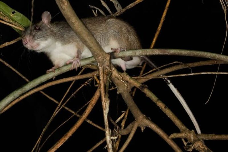 white-tailed-rat-daintree-rainforest-credit-coopercreekwildernesstours