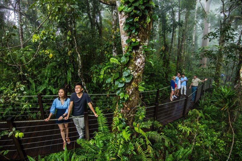 skyrail-cableway-boardwalk-rainforest