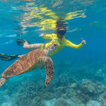 ocean-safari-cape-tribulation-daintree-rainforest-swimming-snorkelling-turtle